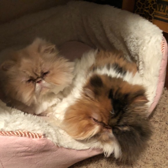 smoops